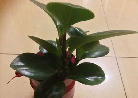 如何让豆瓣绿越长越多5