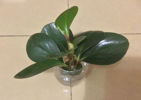 如何让豆瓣绿越长越多3