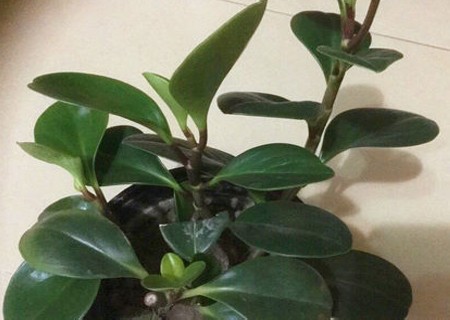 如何让豆瓣绿越长越多2