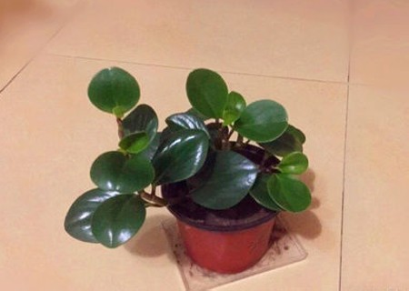 如何让豆瓣绿越长越多6