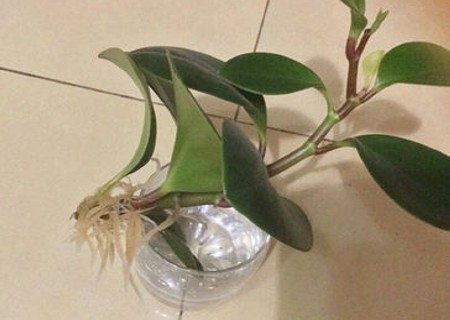 如何让豆瓣绿越长越多4