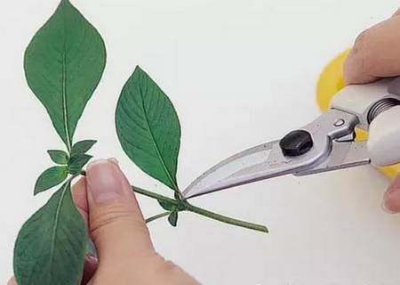 繁星花枝插繁殖方法图解4