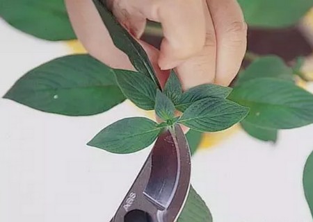 繁星花枝插繁殖方法图解2