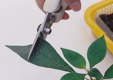 繁星花枝插繁殖方法图解3