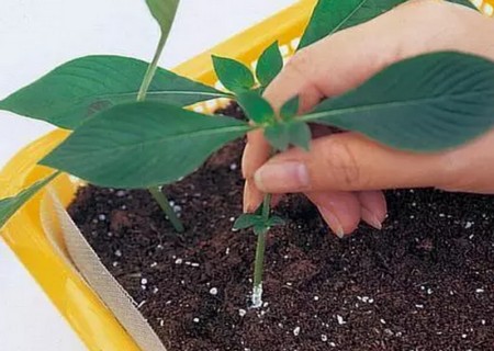 繁星花枝插繁殖方法图解6