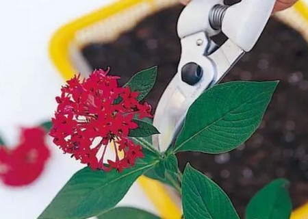 繁星花枝插繁殖方法图解1