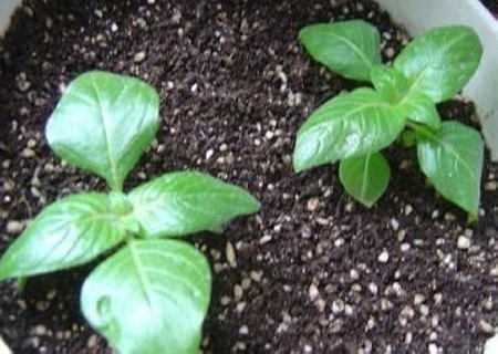 繁星花播种繁殖方法1
