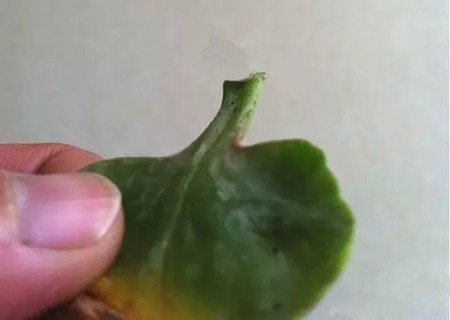 长寿花叶片扦插方法1