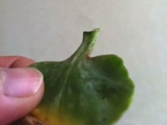 长寿花叶片扦插方法