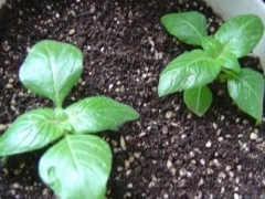 繁星花播种繁殖方法