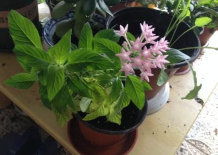 繁星花播种繁殖方法2