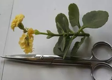 长寿花怎么水培生根3