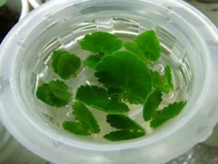 长寿花怎么水培生根