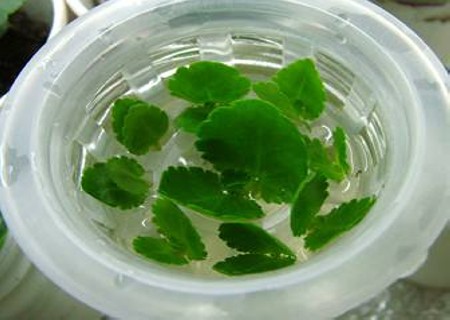 长寿花怎么水培生根1