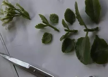 长寿花怎么水培生根4