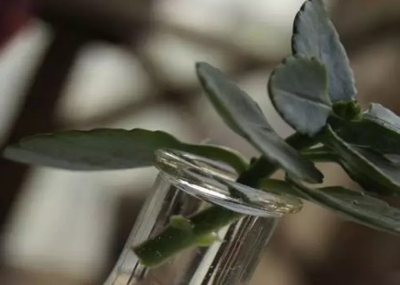 长寿花怎么水培生根5