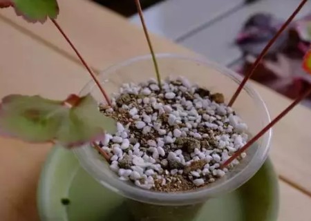 矾根叶插繁殖方法6