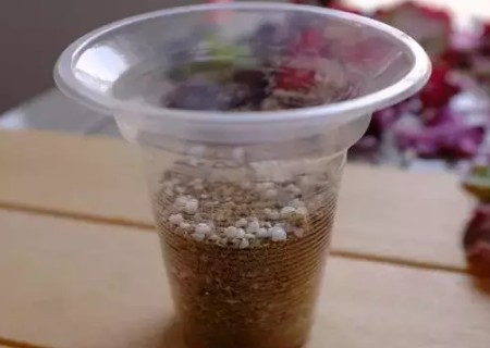 矾根叶插繁殖方法4