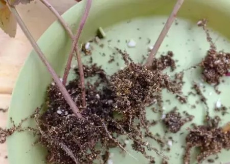 矾根叶插繁殖方法9