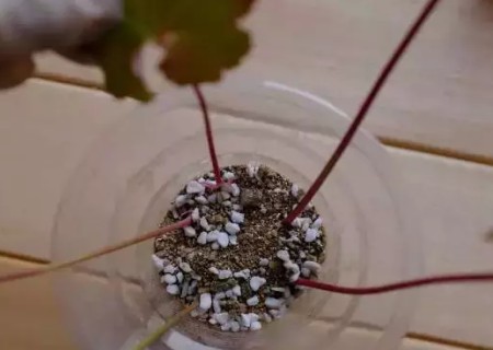 矾根叶插繁殖方法5