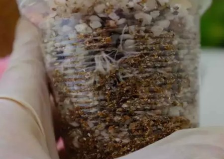 矾根叶插繁殖方法7