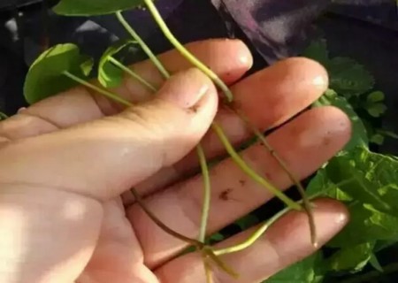 铜钱草怎么分盆2