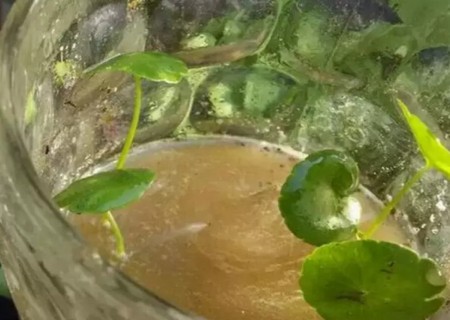 铜钱草怎么分盆3