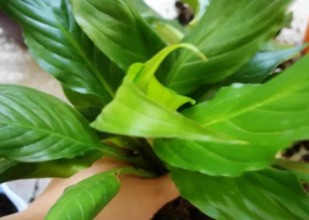 一帆风顺如何分盆（分株）4