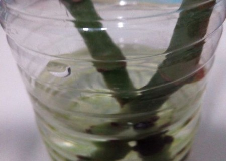竹节海棠水培快速生根方法4