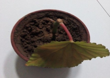 竹节海棠水培快速生根方法5