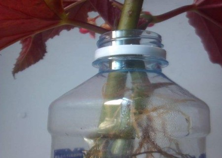 竹节海棠水培快速生根方法1