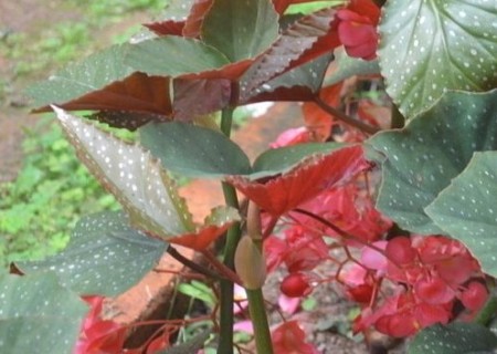 竹节海棠水培快速生根方法2