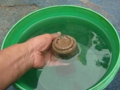 天竺葵扦插繁殖方法图解