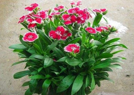五彩石竹发芽后怎么办