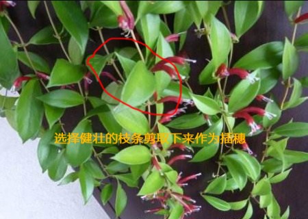 口红吊兰怎么扦插图解2