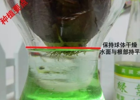 风信子水培方法步骤3
