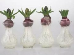 风信子水培方法步骤