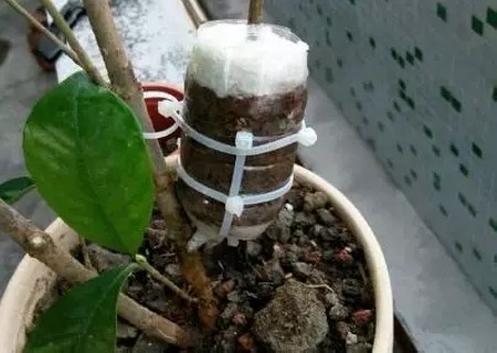 如何让植物快速生根图解4