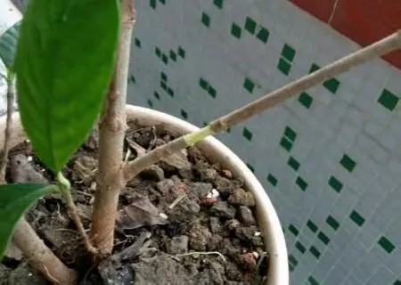 如何让植物快速生根图解2