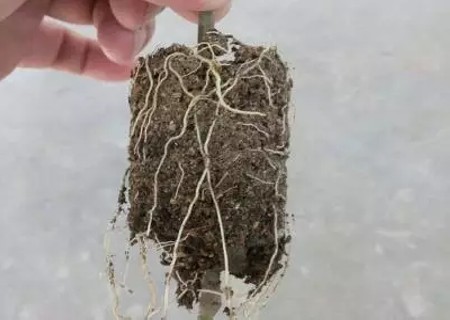 如何让植物快速生根图解6