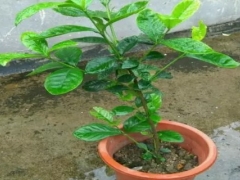 如何让植物快速生根图解
