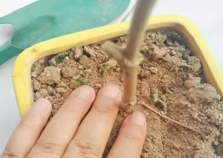 茉莉花的插枝方法图解3