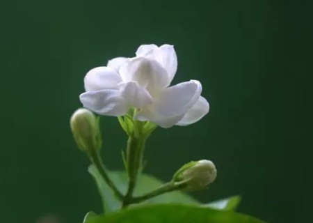 茉莉插枝能活吗
