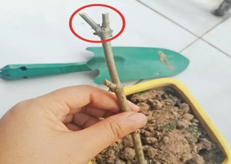 茉莉花的插枝方法图解2