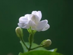 茉莉插枝能活吗？茉莉花的插枝方法图解