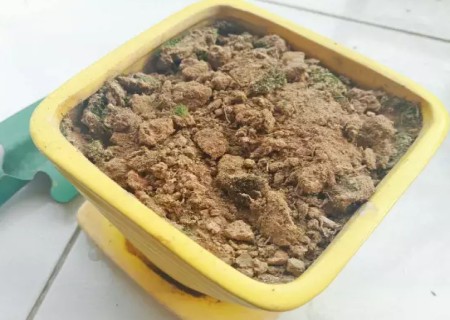 茉莉花的插枝方法图解1