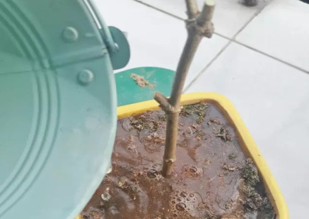 茉莉花的插枝方法图解4