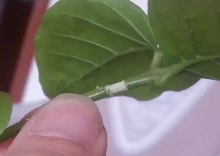 茉莉压条繁殖技术3