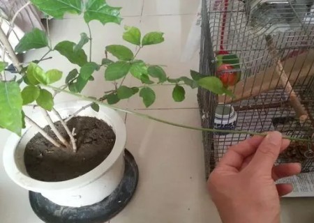 茉莉压条繁殖技术2