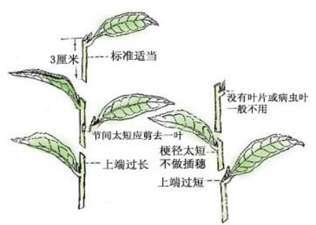 月季花怎样插枝容易活2